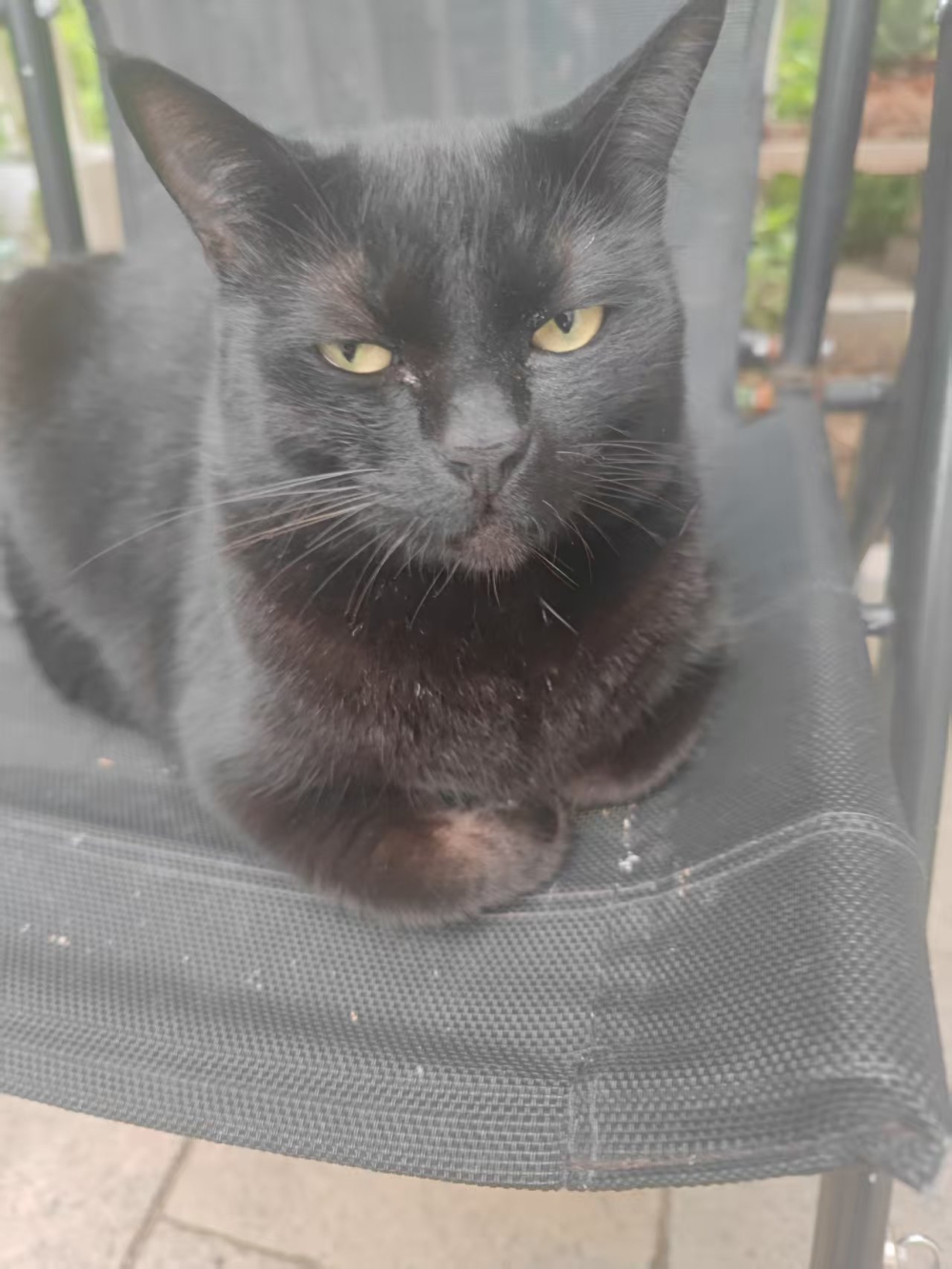 《黑猫的王座》
